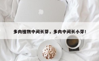 多肉植物中间长芽，多肉中间长小芽！