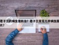 君子兰的病虫害防治？君子兰常见几种病虫图片？