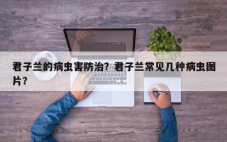 君子兰的病虫害防治？君子兰常见几种病虫图片？