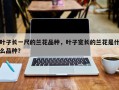 叶子长一尺的兰花品种，叶子宽长的兰花是什么品种？