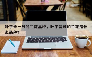 叶子长一尺的兰花品种，叶子宽长的兰花是什么品种？