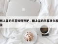 刚上盆的兰花如何养护，刚上盆的兰花多久服盆