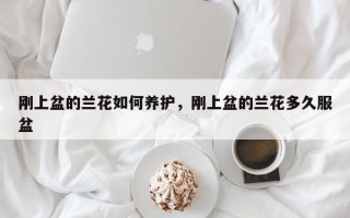 刚上盆的兰花如何养护，刚上盆的兰花多久服盆