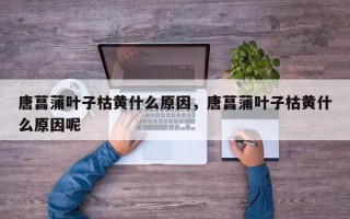 唐菖蒲叶子枯黄什么原因，唐菖蒲叶子枯黄什么原因呢