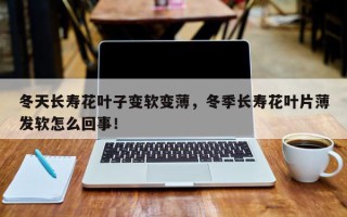 冬天长寿花叶子变软变薄，冬季长寿花叶片薄发软怎么回事！