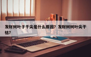 发财树叶子干尖是什么原因？发财树树叶尖干枯？
