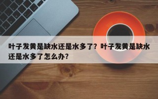 叶子发黄是缺水还是水多了？叶子发黄是缺水还是水多了怎么办？