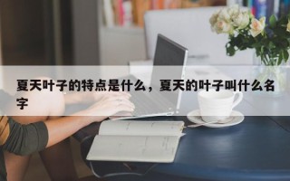 夏天叶子的特点是什么，夏天的叶子叫什么名字