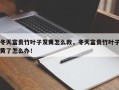 冬天富贵竹叶子发黄怎么救，冬天富贵竹叶子黄了怎么办！