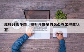 厚叶月影多肉，厚叶月影多肉怎么养出群生状态！