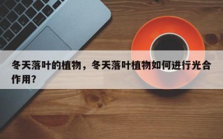 冬天落叶的植物，冬天落叶植物如何进行光合作用？