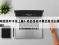 哈密瓜叶子往上卷？哈密瓜叶子黄边是什么原因？