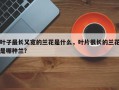 叶子最长又宽的兰花是什么，叶片很长的兰花是哪种兰？