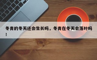 冬青的冬天还会生长吗，冬青在冬天会落叶吗！