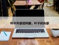 叶子外部结构图，叶子的内部