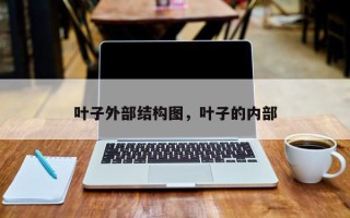 叶子外部结构图，叶子的内部