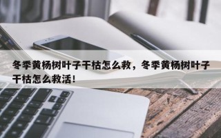 冬季黄杨树叶子干枯怎么救，冬季黄杨树叶子干枯怎么救活！