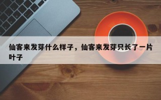 仙客来发芽什么样子，仙客来发芽只长了一片叶子