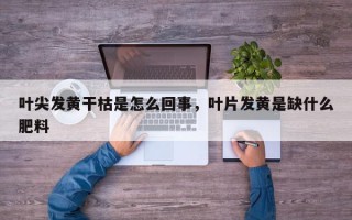 叶尖发黄干枯是怎么回事，叶片发黄是缺什么肥料