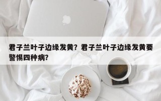君子兰叶子边缘发黄？君子兰叶子边缘发黄要警惕四种病？