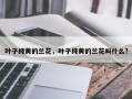 叶子纯黄的兰花，叶子纯黄的兰花叫什么？