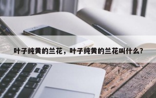 叶子纯黄的兰花，叶子纯黄的兰花叫什么？