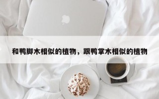 和鸭脚木相似的植物，跟鸭掌木相似的植物