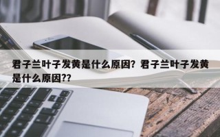 君子兰叶子发黄是什么原因？君子兰叶子发黄是什么原因?？