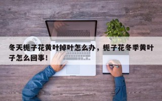 冬天栀子花黄叶掉叶怎么办，栀子花冬季黄叶子怎么回事！