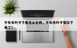 千年木叶子下垂怎么补救，千年木叶子耷拉下来了？
