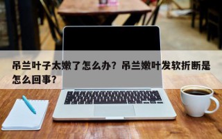 吊兰叶子太嫩了怎么办？吊兰嫩叶发软折断是怎么回事？