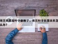 吊兰长高后叶子都断了，吊兰叶子长得太长怎么办？