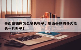 墨西哥铁树怎么多长叶子，墨西哥铁树多久能长一片叶子！