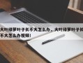 大叶绿萝叶子长不大怎么办，大叶绿萝叶子长不大怎么办视频！