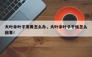 大叶伞叶子发黄怎么办，大叶伞叶子干枯怎么回事！