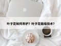 叶子花如何养护？叶子花栽培技术？