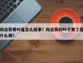 向日葵黄叶是怎么回事？向日葵的叶子黄了是什么病？