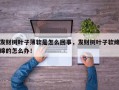 发财树叶子薄软是怎么回事，发财树叶子软绵绵的怎么办！