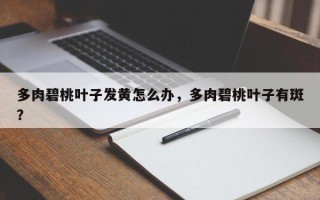 多肉碧桃叶子发黄怎么办，多肉碧桃叶子有斑？