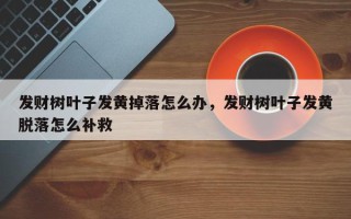 发财树叶子发黄掉落怎么办，发财树叶子发黄脱落怎么补救