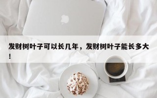 发财树叶子可以长几年，发财树叶子能长多大！