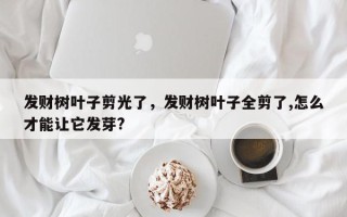 发财树叶子剪光了，发财树叶子全剪了,怎么才能让它发芽?