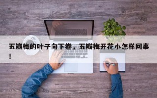 五瓣梅的叶子向下卷，五瓣梅开花小怎样回事！