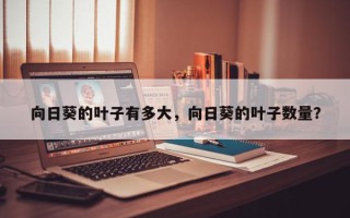 向日葵的叶子有多大，向日葵的叶子数量？