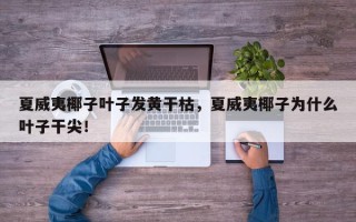 夏威夷椰子叶子发黄干枯，夏威夷椰子为什么叶子干尖！