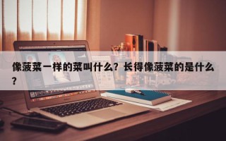 像菠菜一样的菜叫什么？长得像菠菜的是什么？