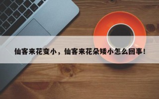 仙客来花变小，仙客来花朵矮小怎么回事！