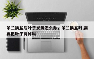 吊兰换盆后叶子发黄怎么办，吊兰换盆时,需要把叶子剪掉吗！