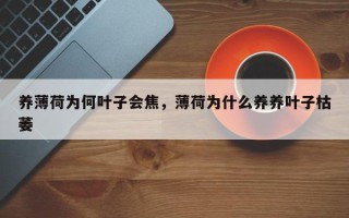 养薄荷为何叶子会焦，薄荷为什么养养叶子枯萎