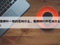 像柳叶一样的花叫什么，像柳树叶的花叫什么！